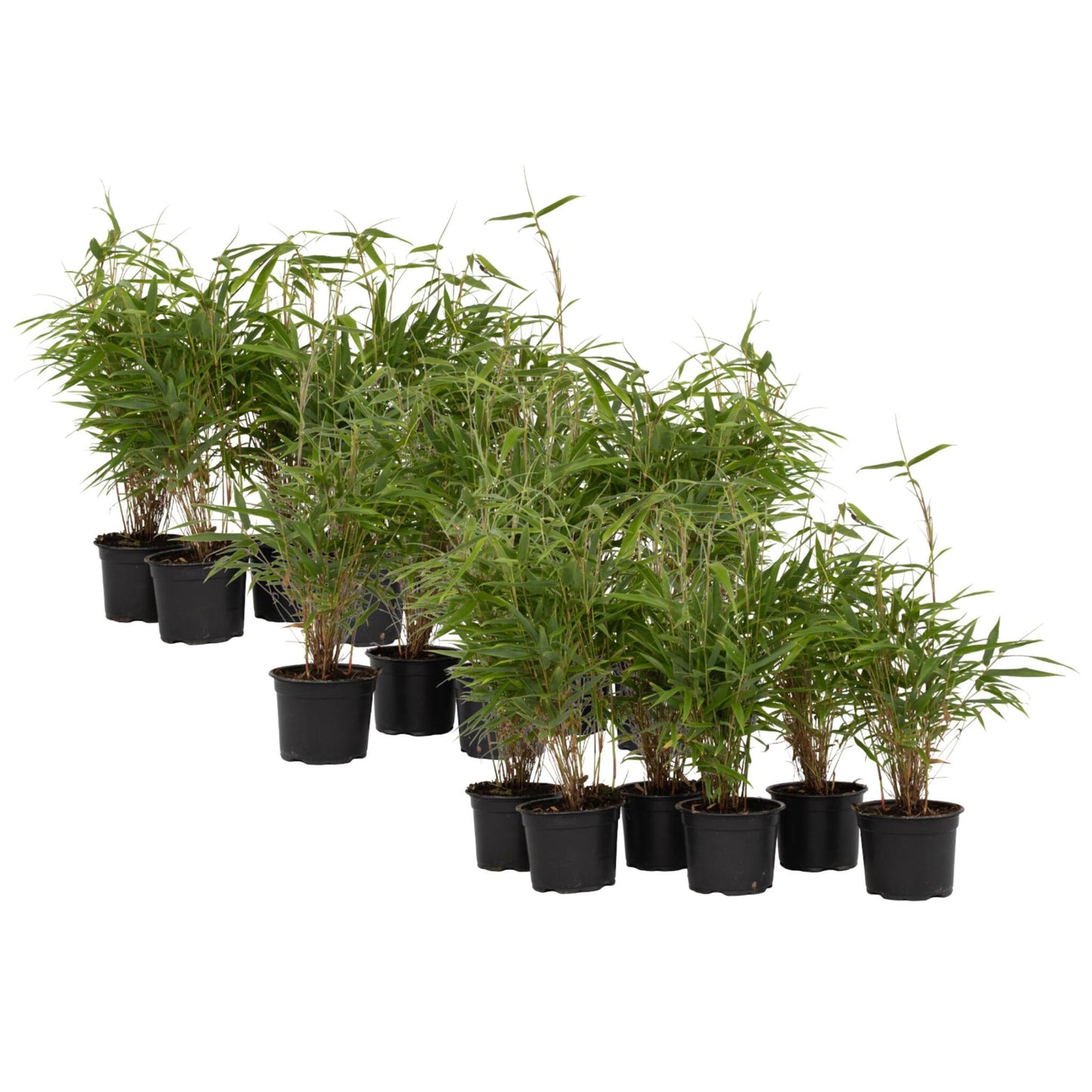 Bambú - 18 Pzs - Fargesia Rufa - Altura 25-40cm - ⌀13cm_0