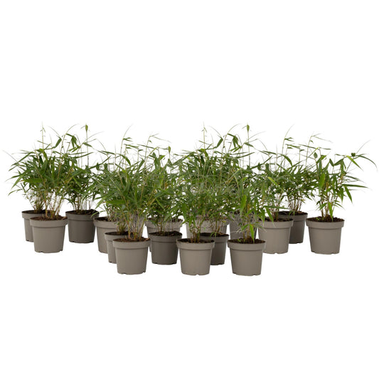 Bambú - 18 Pzs - Fargesia Scabrida 'asian Wonder' - Altura 25-40cm - ⌀13cm_0