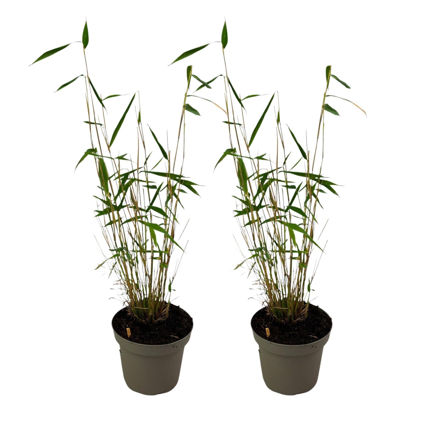 Bambú - 2 Pzs - Fargesia Papyrifera 'blue Dragon' - Altura 30-40cm - ⌀13cm_0