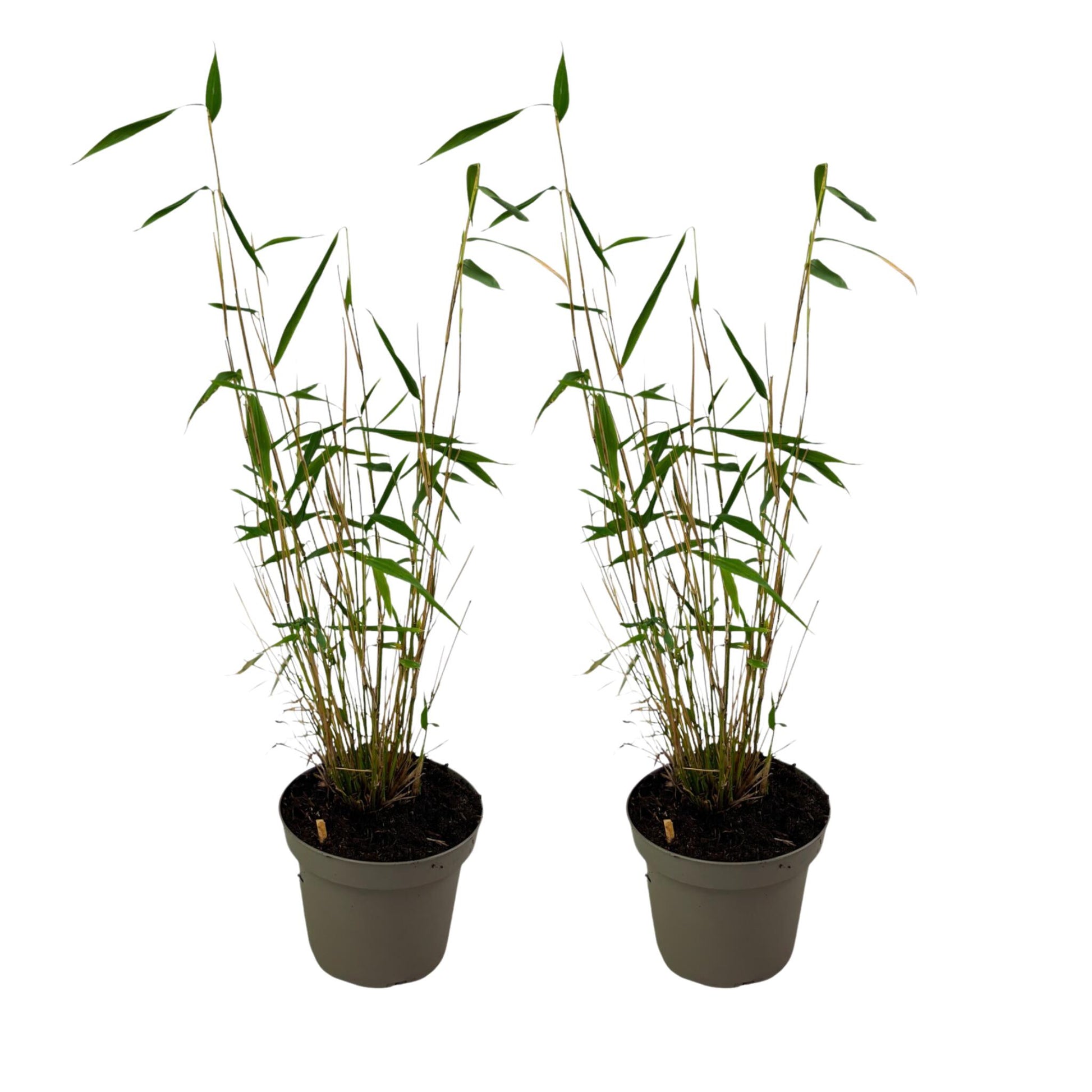 Bambú - 2 Pzs - Fargesia Papyrifera 'blue Dragon' - Altura 30-40cm - ⌀13cm_0
