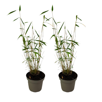 Bambú - 2 Pzs - Fargesia Papyrifera 'blue Dragon' - Altura 30-40cm - ⌀13cm_0