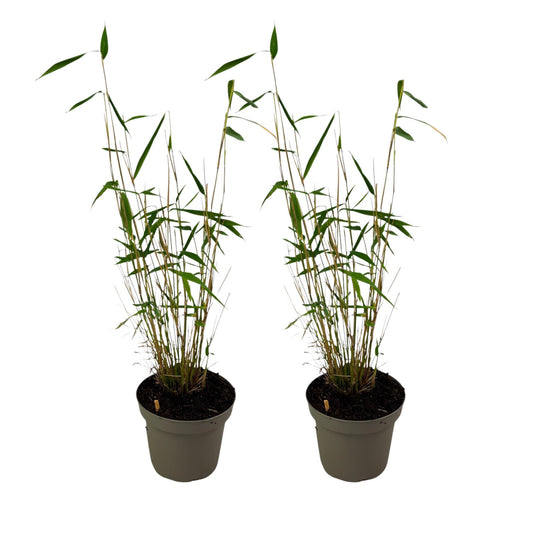 Bambú - 2 Pzs - Fargesia Papyrifera 'blue Dragon' - Altura 30-40cm - ⌀13cm_0