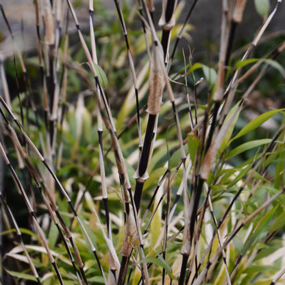 Bambú - 3 Piezas - Fargesia Nitida 'black Dragon' - Altura 25-40cm - ⌀14cm_3