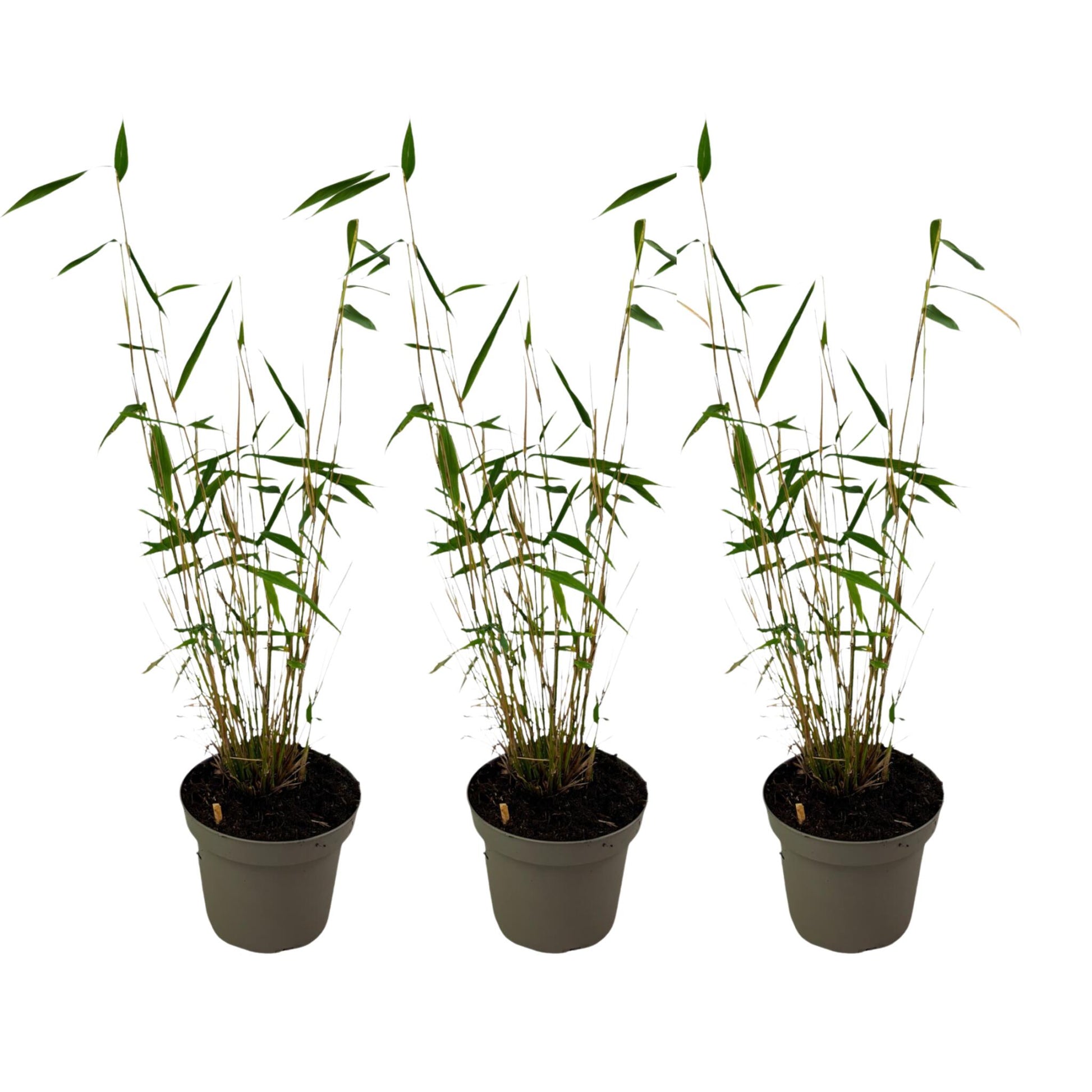 Bambú - 3 Pzs - Fargesia Papyrifera 'blue Dragon' - Altura 30-40cm - ⌀13cm_0