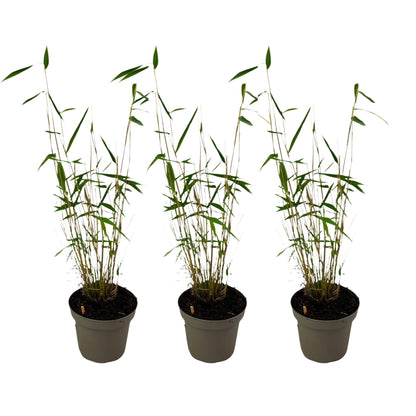 Bambú - 3 Pzs - Fargesia Papyrifera 'blue Dragon' - Altura 30-40cm - ⌀13cm_0