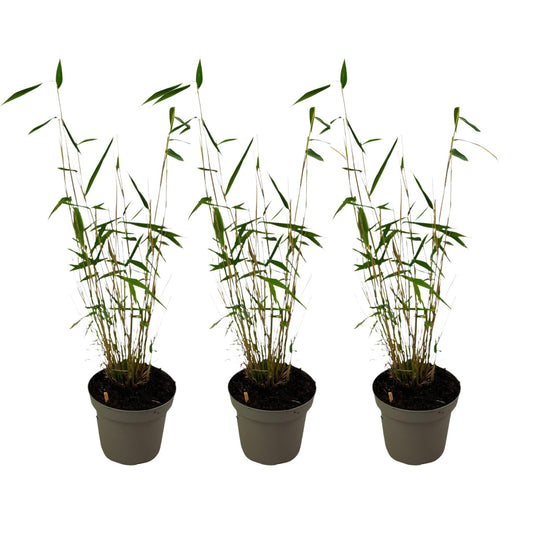 Bambú - 3 Pzs - Fargesia Papyrifera 'blue Dragon' - Altura 30-40cm - ⌀13cm_0
