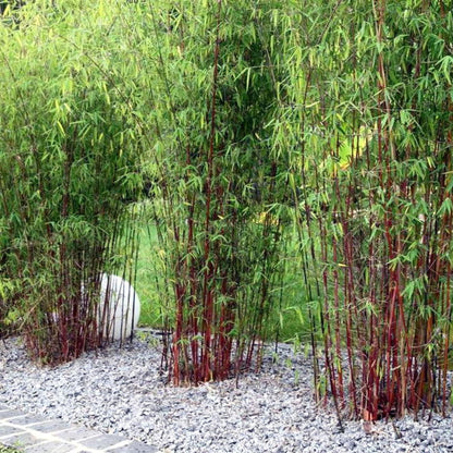 Bambú - 3 Pzs - Fargesia Scabrida 'asian Wonder' - Altura 25-40cm - ⌀13cm_1