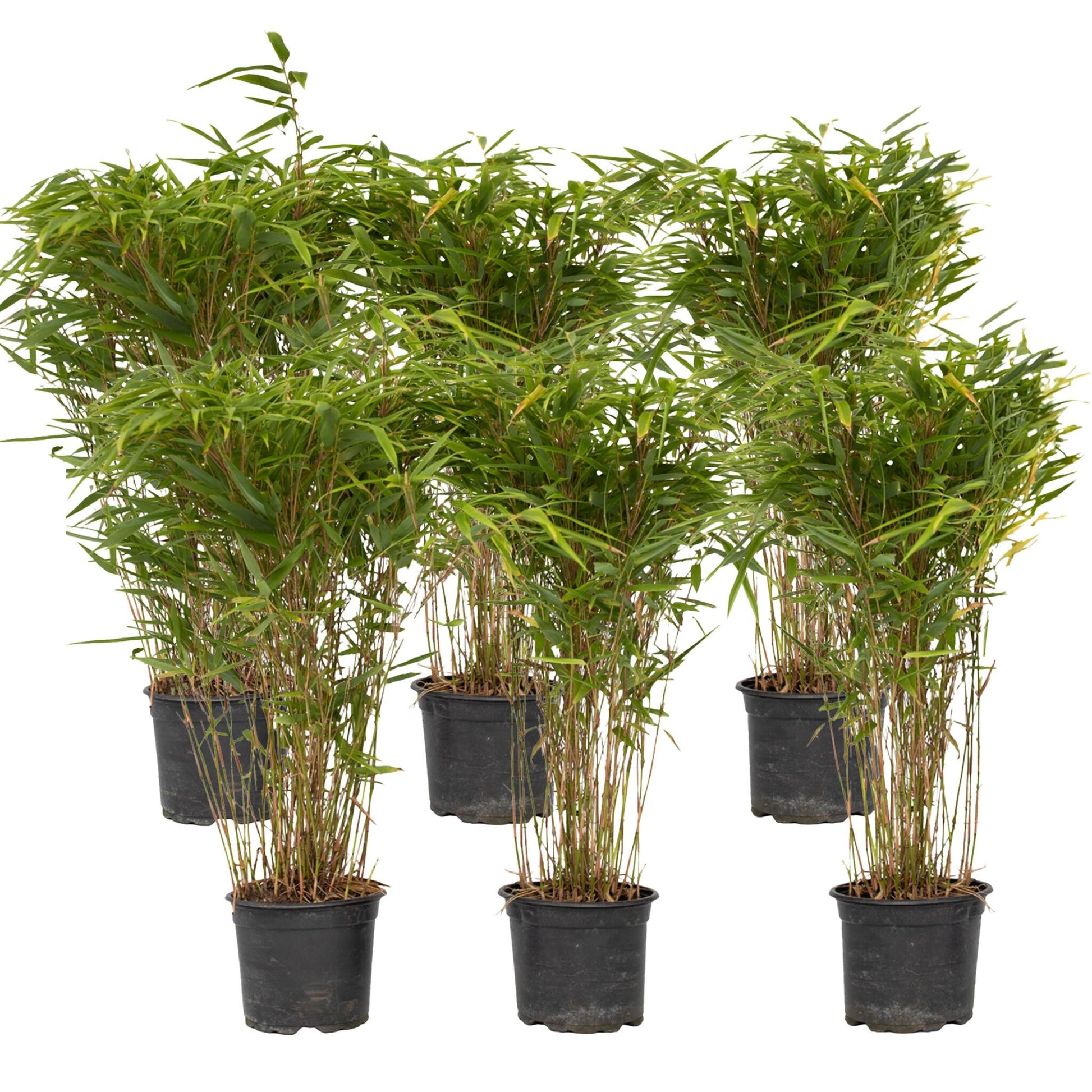 Bambú - 6 Pzs - Fargesia Nitida 'gansu' - Altura 50-70cm - ⌀17cm_0