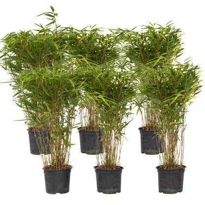 Bambú - 6 Pzs - Fargesia Nitida 'gansu' - Altura 50-70cm - ⌀17cm_0