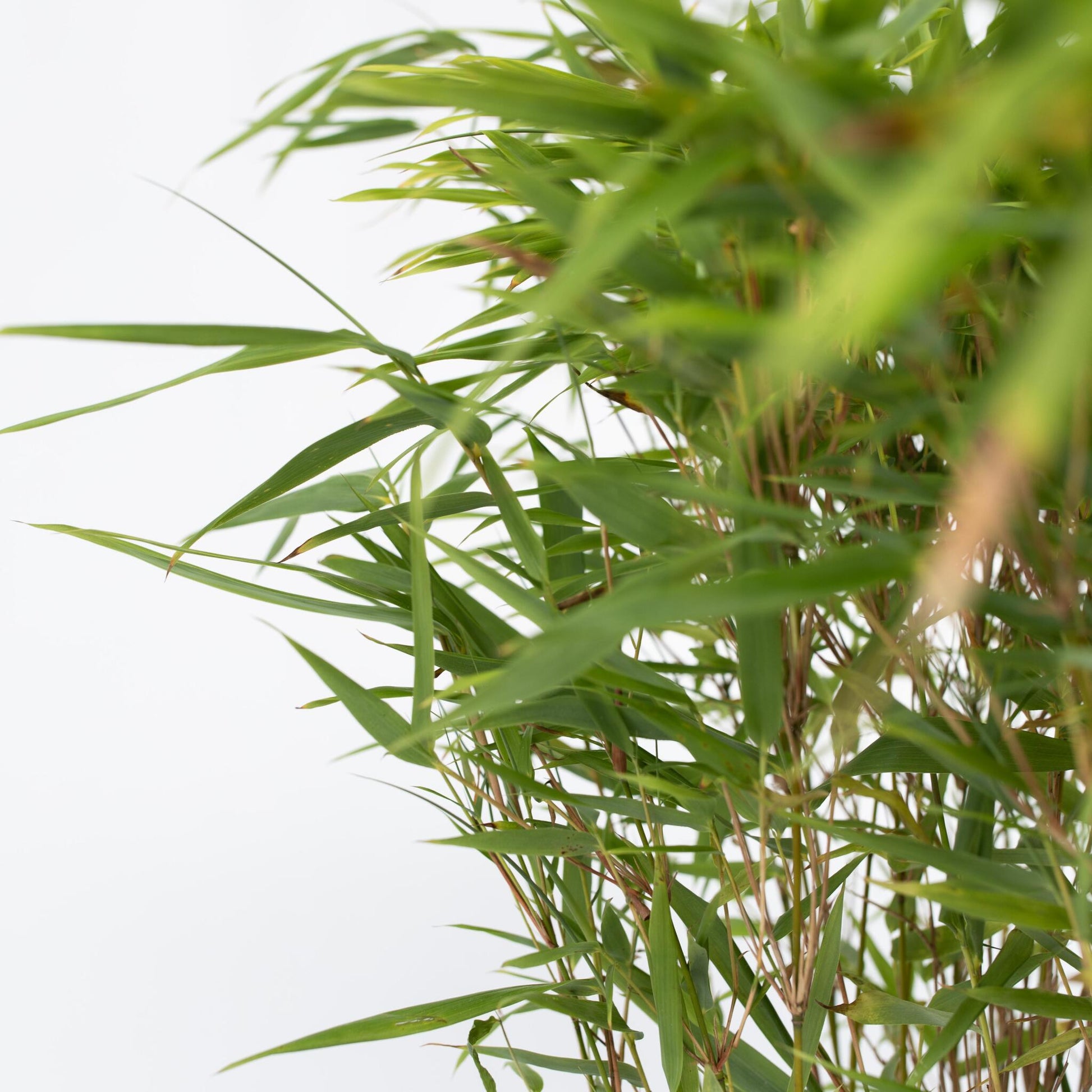 Bambú - 6 Pzs - Fargesia Nitida 'gansu' - Altura 50-70cm - ⌀17cm_3