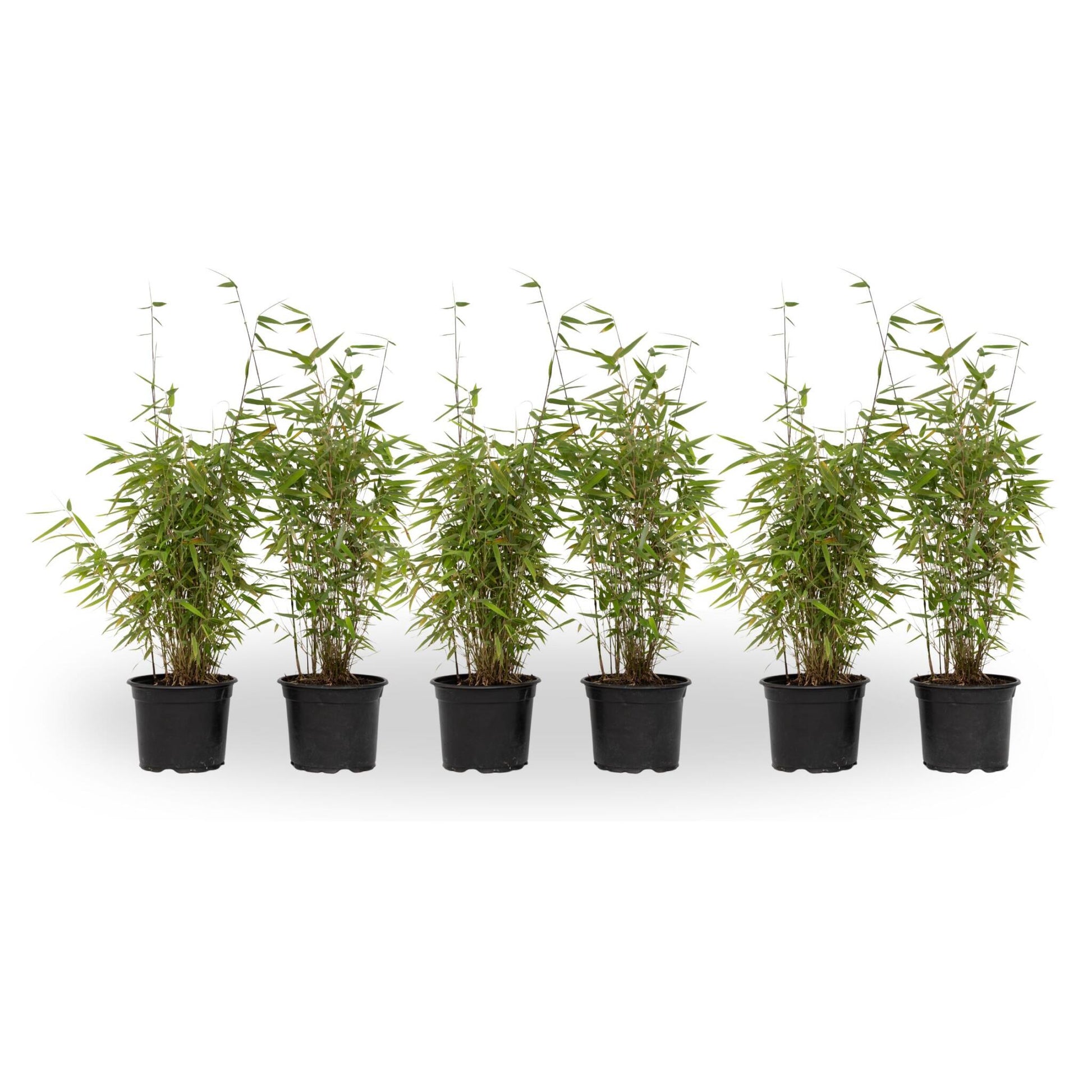 Bambú - 6 Pzs - Fargesia Nitida 'red Dragon' - Altura 50-70cm - ⌀17cm_0