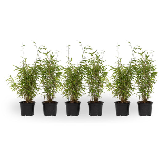 Bambú - 6 Pzs - Fargesia Nitida 'red Dragon' - Altura 50-70cm - ⌀17cm_0