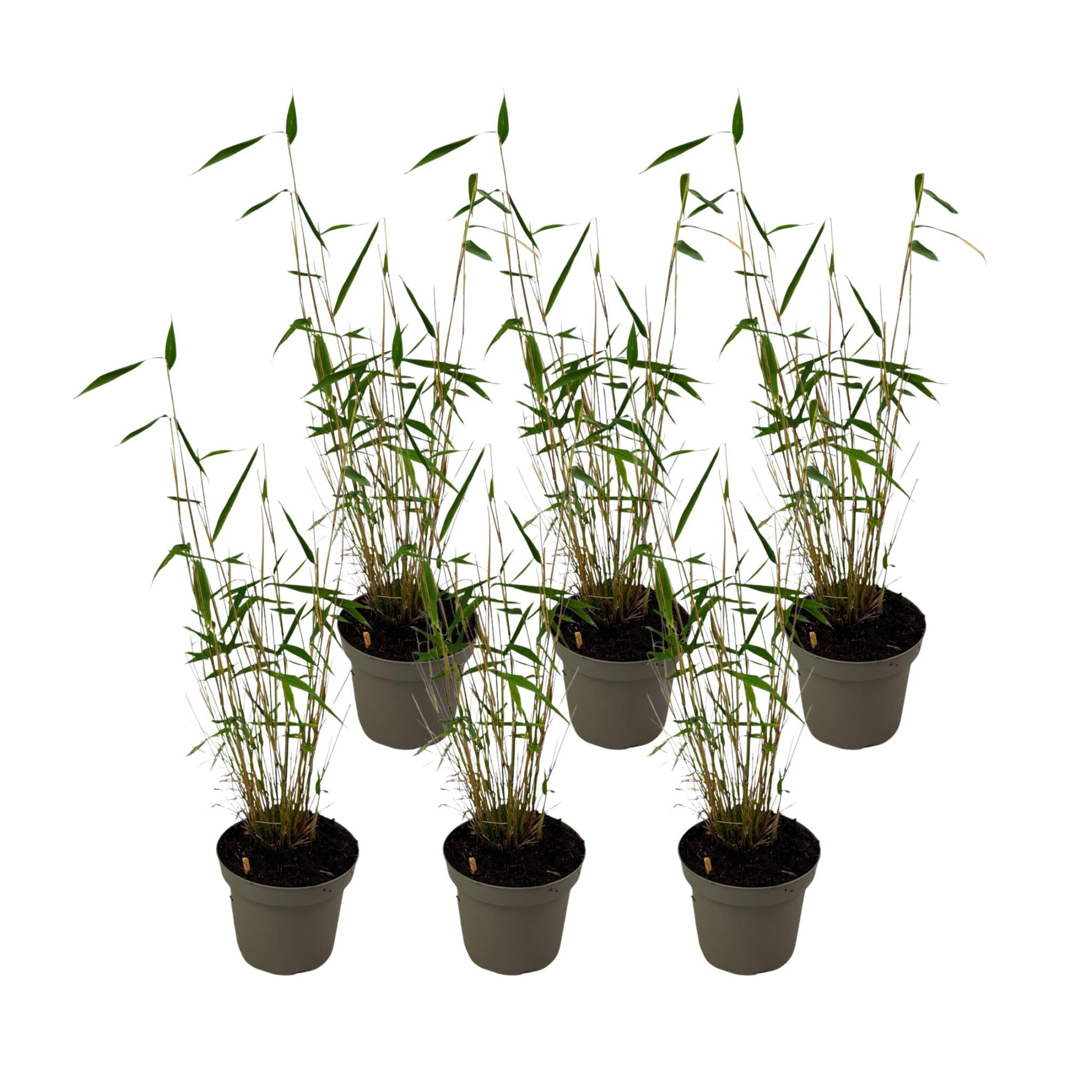 Bambú - 6 Pzs - Fargesia Papyrifera 'blue Dragon' - Altura 30-40cm - ⌀13cm_0