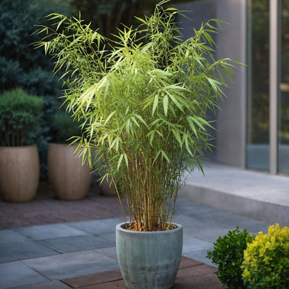 Bambú - 6 Pzs - Fargesia Papyrifera 'grex' - Altura 30-40cm - ⌀13cm_1