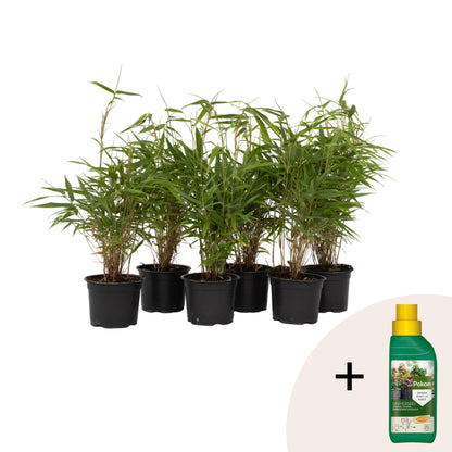 Bambú - 6 Pzs - Fargesia Rufa - Altura 25-40cm - ⌀13cm_0