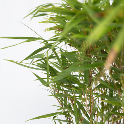 Bambú - Fargesia Nitida 'gansu' - Altura 50-70cm - ⌀17cm_3