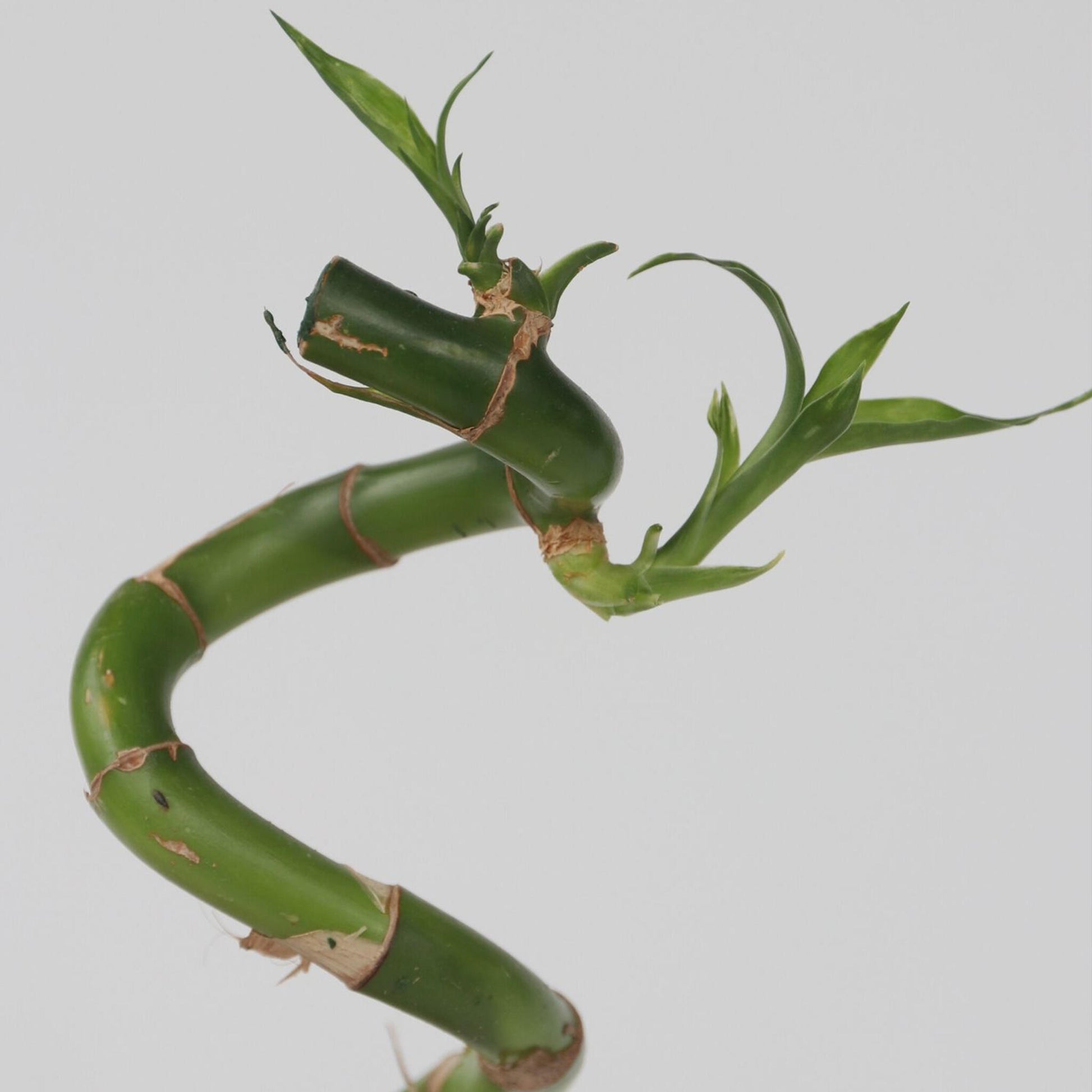 Bambú De La Suerte - 12 Pzs - Dracaena Sanderiana - Altura 40-50cm - ⌀2cm_3