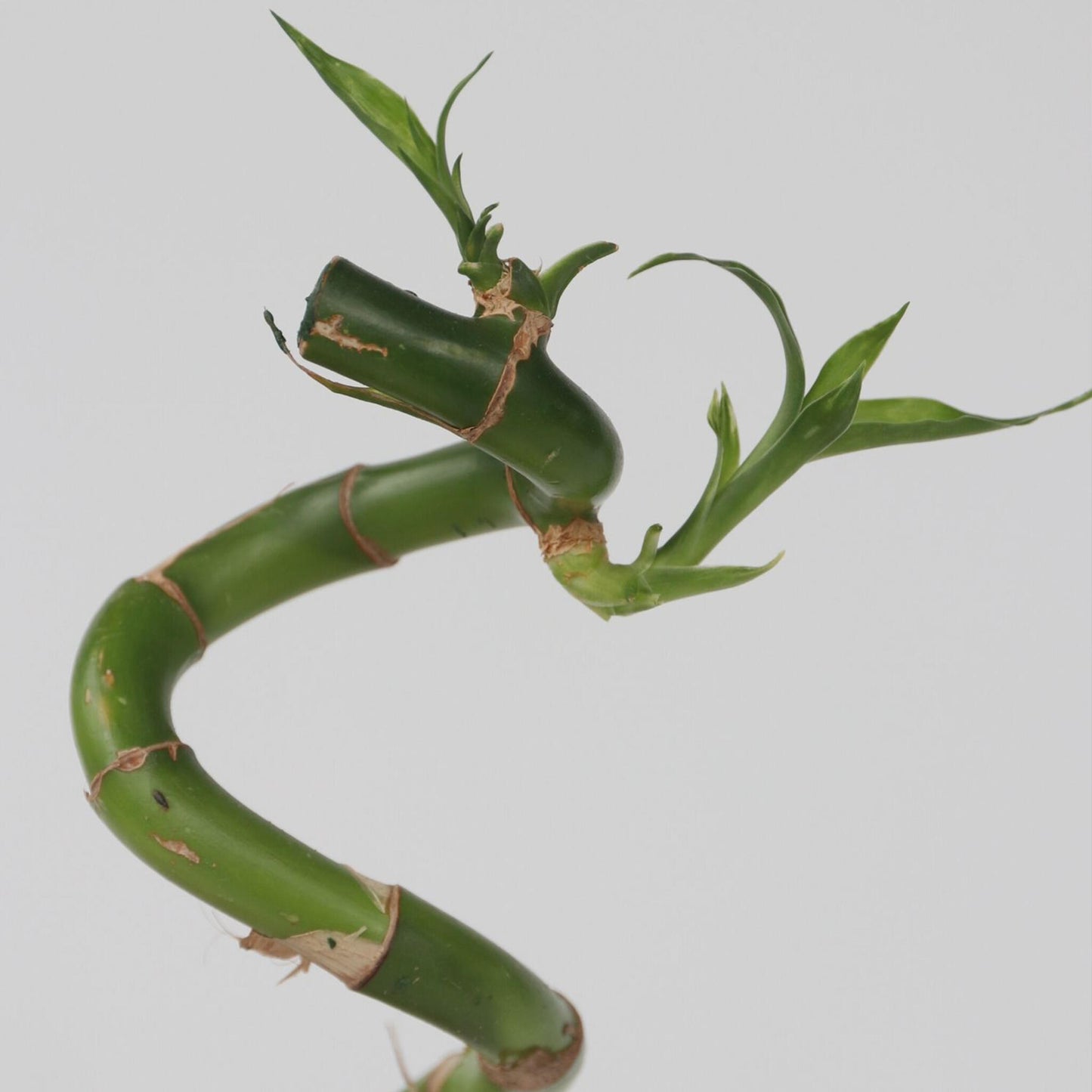 Bambú De La Suerte - 6 Pzs - Dracaena Sanderiana - Altura 40-50cm - ⌀2cm_3