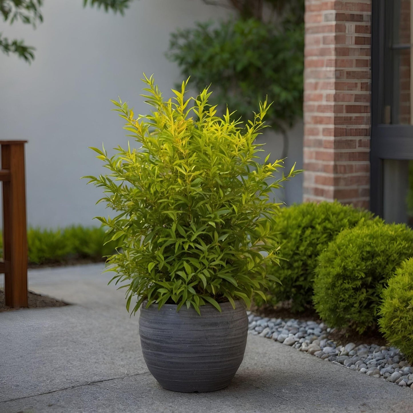 Bambú Sagrado - 2 Pzs - Nandina Domestica 'lemon Lime' - Altura 25-40cm - ⌀17cm_1