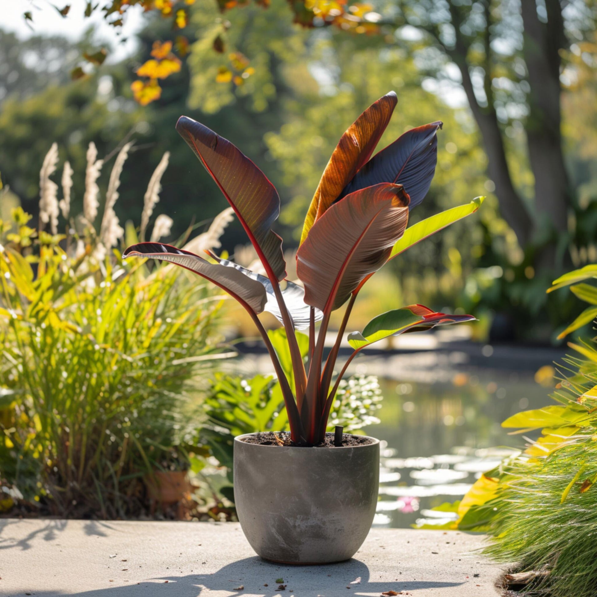 Banana Falsa - 2 Pzs - Ensete Ventricosum 'maurelli' - Altura 20-30cm - ⌀9cm_4