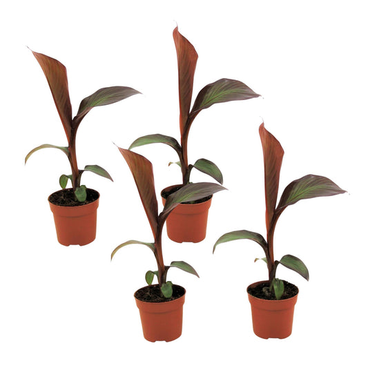 Banana Falsa - 4 Pzs - Ensete Ventricosum 'maurelli' - Altura 20-30cm - ⌀9cm_0