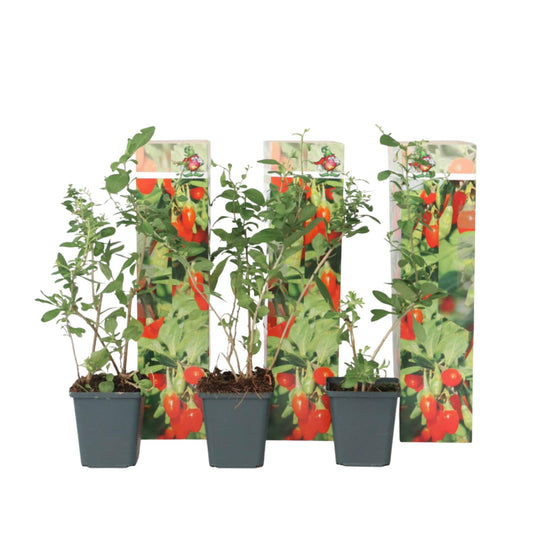 Bayas De Goji - 3 Pzs - Lycium Barbarum - Altura 25-40cm - ⌀9cm_0