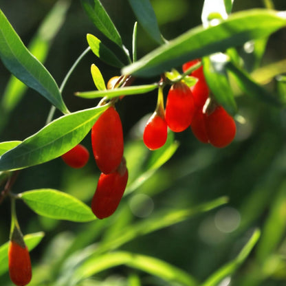 Bayas De Goji - 3 Pzs - Lycium Barbarum - Altura 25-40cm - ⌀9cm_3