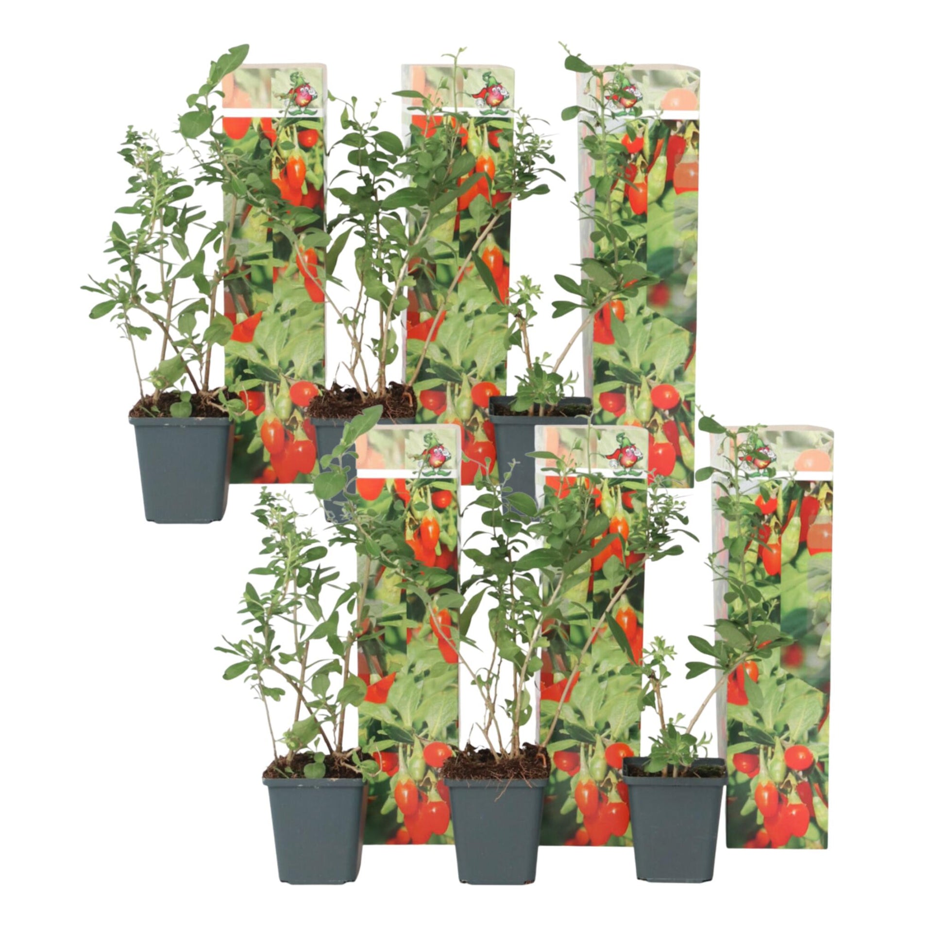 Bayas De Goji - 6 Pzs - Lycium Barbarum - Altura 25-40cm - ⌀9cm_0