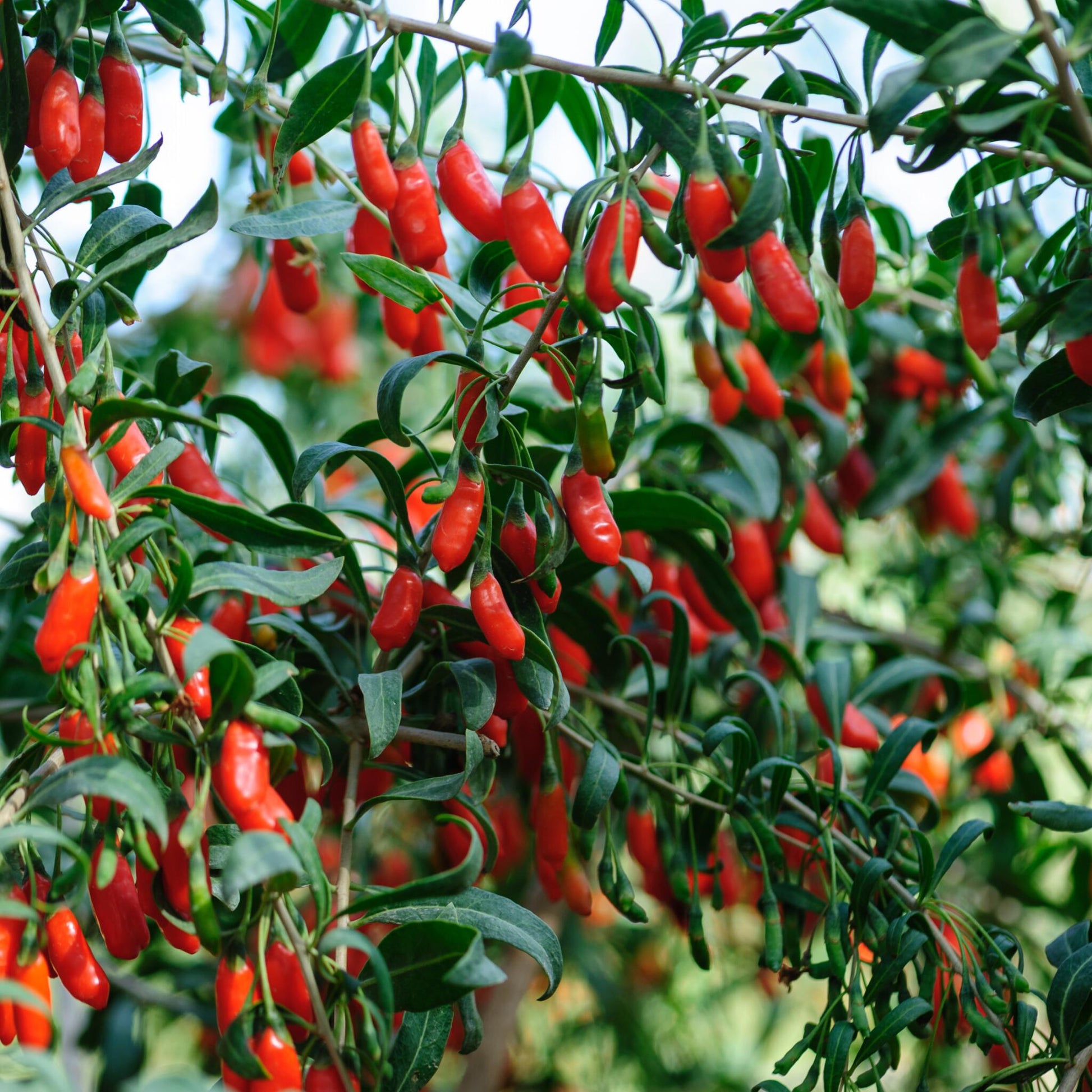 Bayas De Goji - 6 Pzs - Lycium Barbarum - Altura 25-40cm - ⌀9cm_1