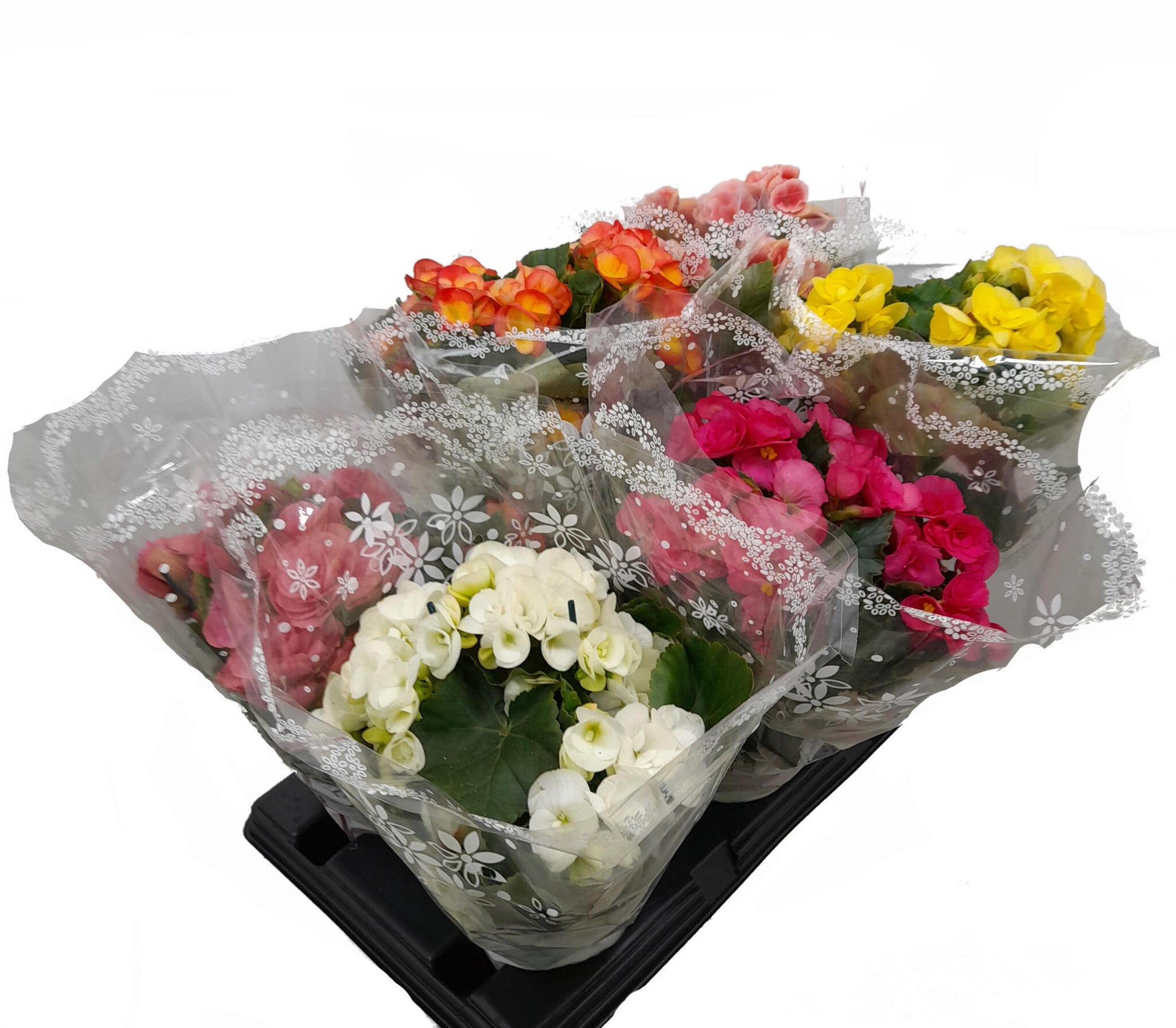 Begonia Eliator M15_1