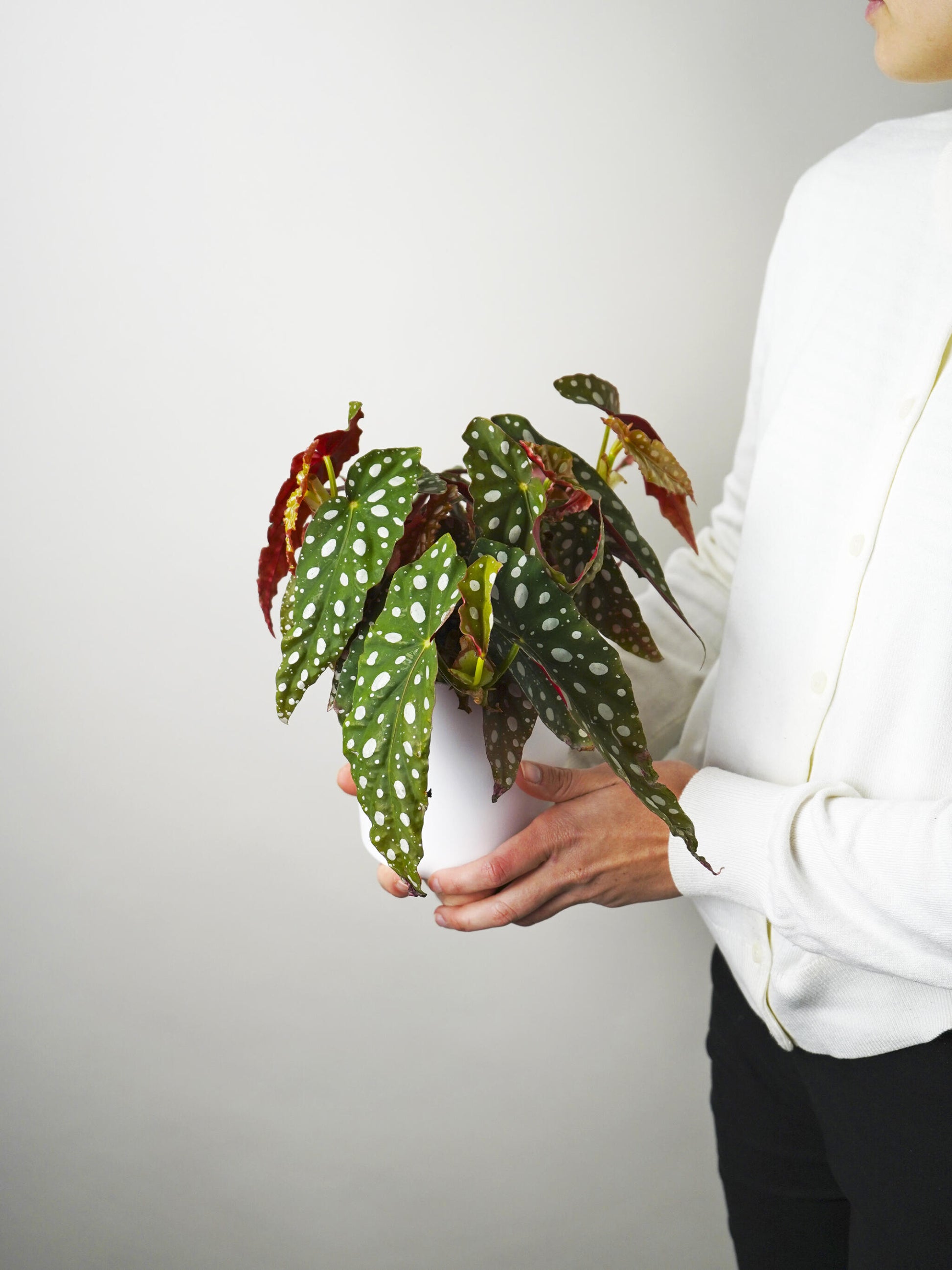 Begonia Maculata_2