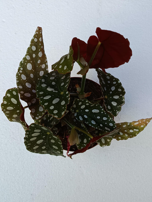 Begonia Maculata Wightii Planta De Interior Ø12_0