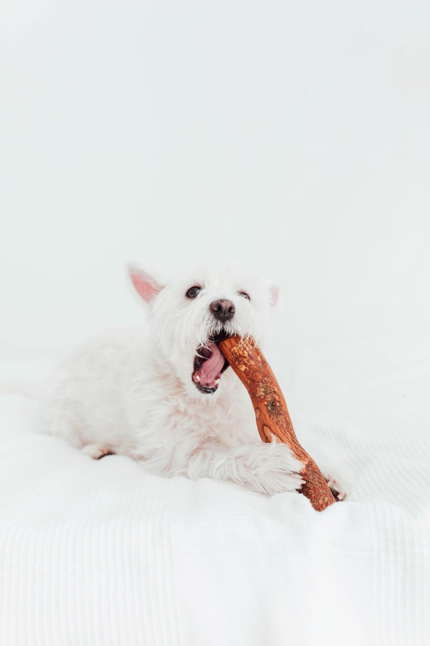 Bimorbox Cachorros Pequeños – Pack Ahorro Con Juguete, Mordedor De Olivo Y Snacks Sin Aditivos_2