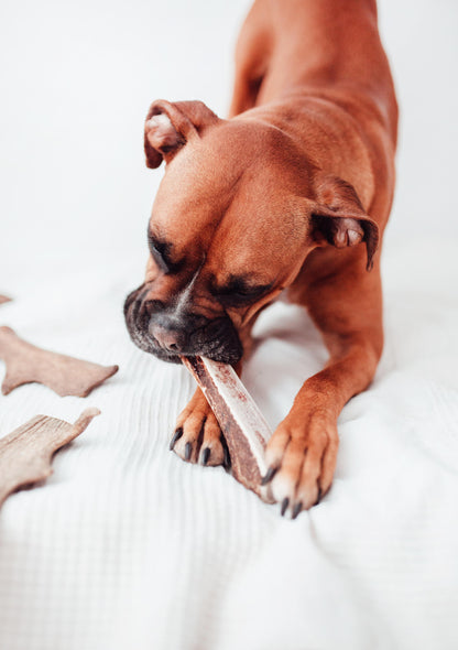 Bimorbox Perros Senior Medianos Y Grandes – Pack Ahorro Con Juguete, Mordedor De Asta De Ciervo Y Snacks Sin Aditivos_1