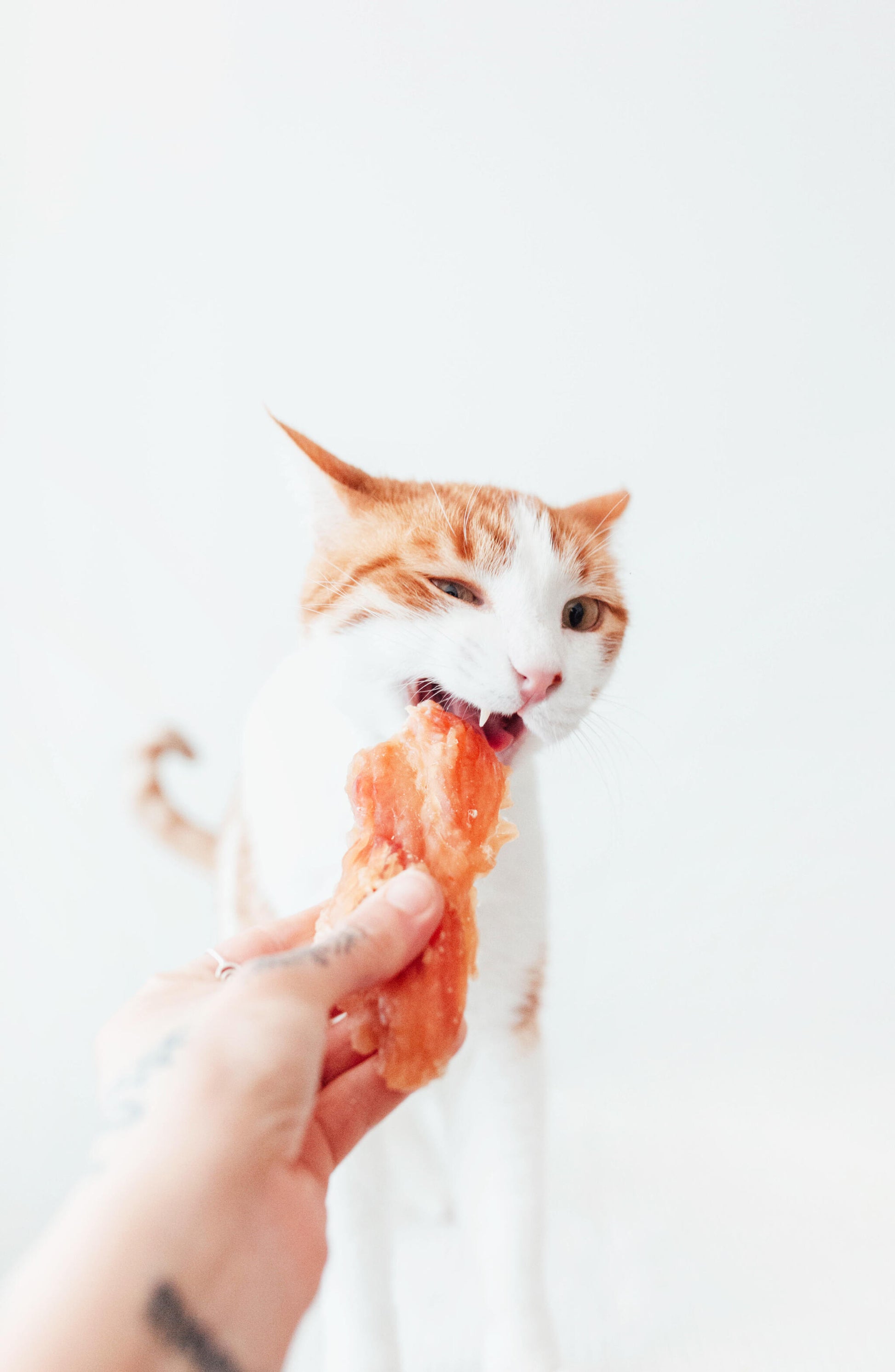 Bimorbox Perros Senior Medianos Y Grandes – Pack Ahorro Con Juguete, Mordedor De Asta De Ciervo Y Snacks Sin Aditivos_2