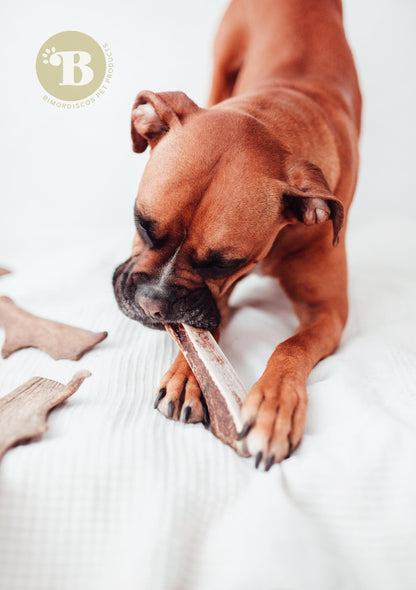 Bimordiscos Asta De Ciervo Partida Para Perros. Xxl_1