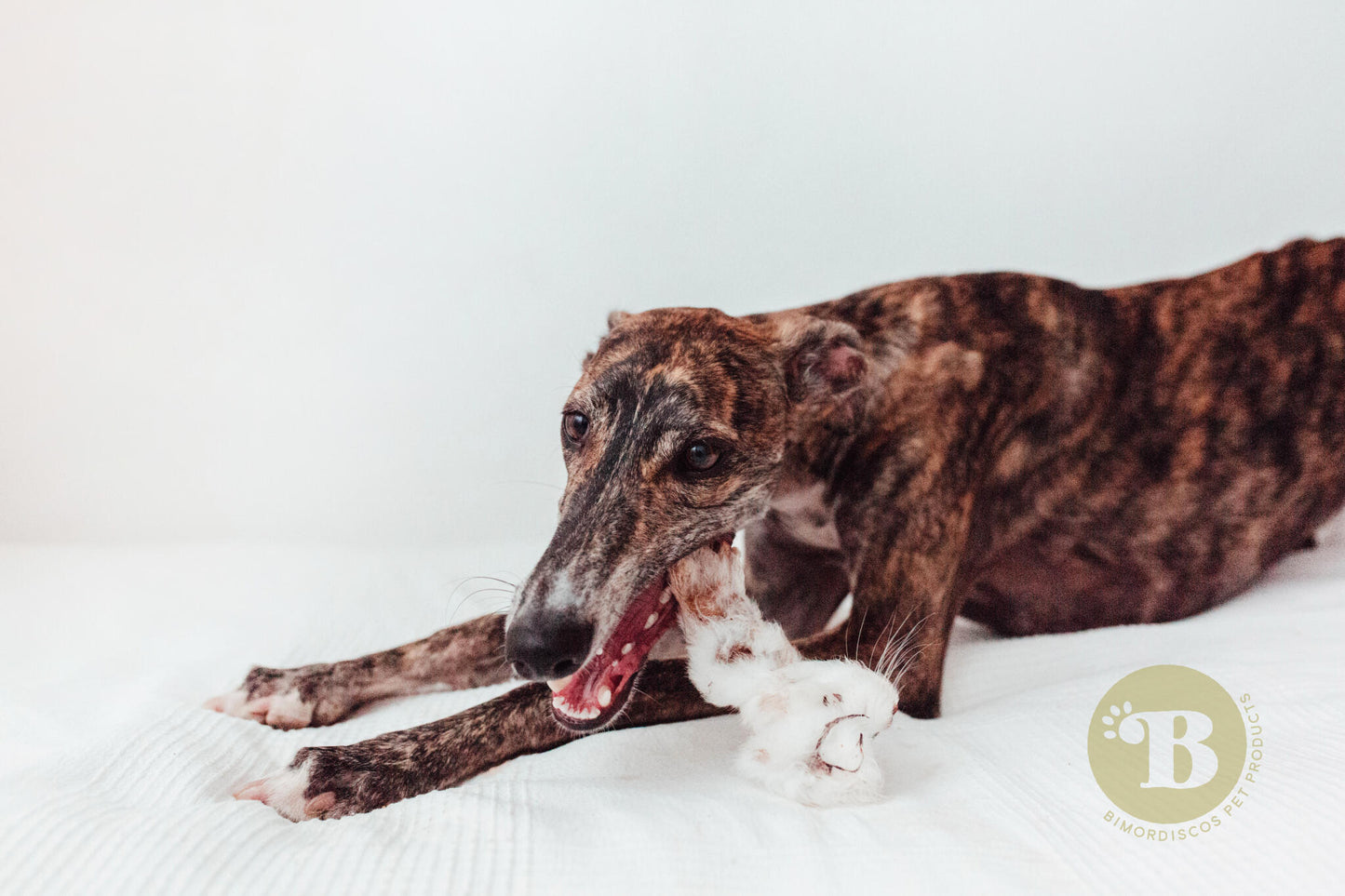 Bimordiscos Orejas De Conejo Para Perros Y Gatos · 10 Uds._2