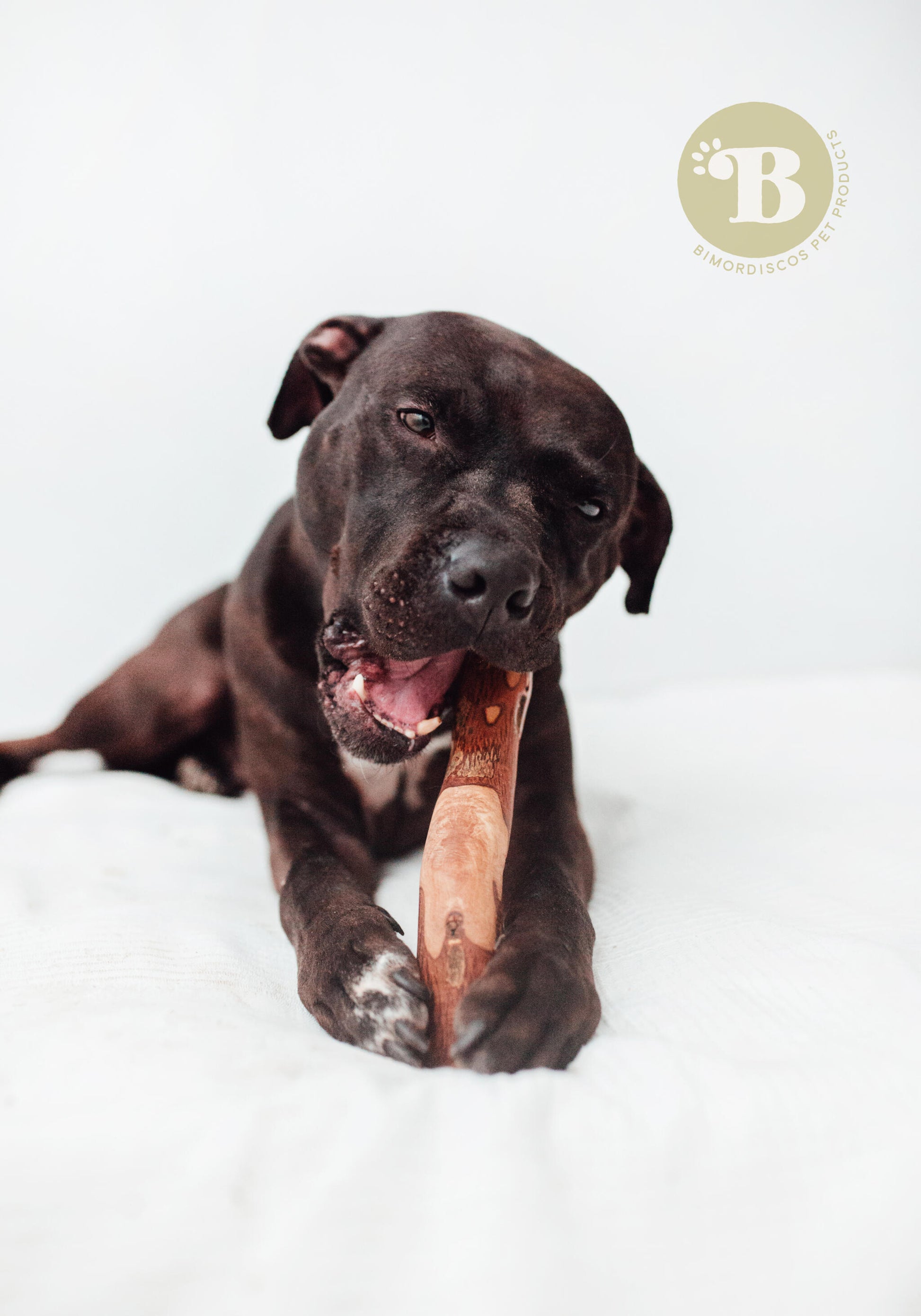 Bimordiscos Palo De Olivo Para Perros Pack. 2 X L_2