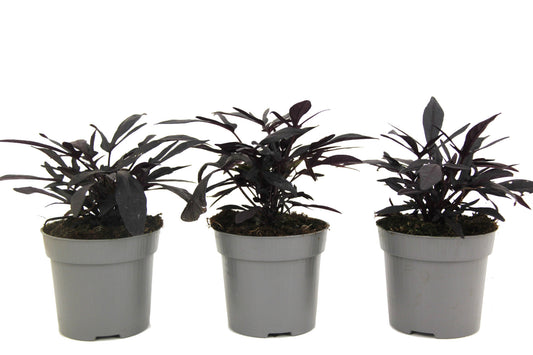 Boniato Ornamental - 3 Pzs - Ipomoea Batatas - Altura 10-15cm - ⌀105cm_0
