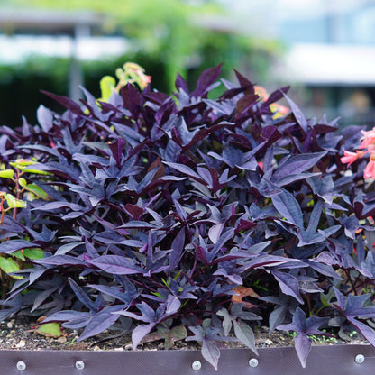 Boniato Ornamental - 3 Pzs - Ipomoea Batatas - Altura 10-15cm - ⌀105cm_1