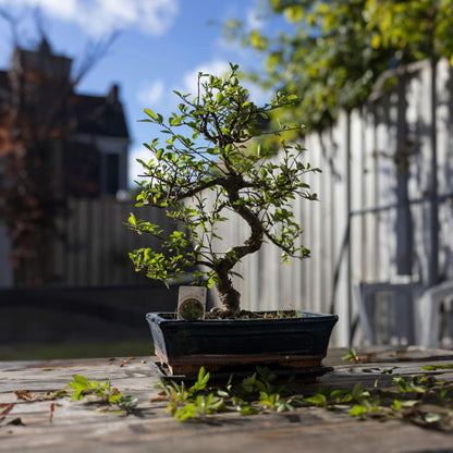 Bonsái - Carmona Microphylla - Altura 20-30cm - ⌀15cm_1