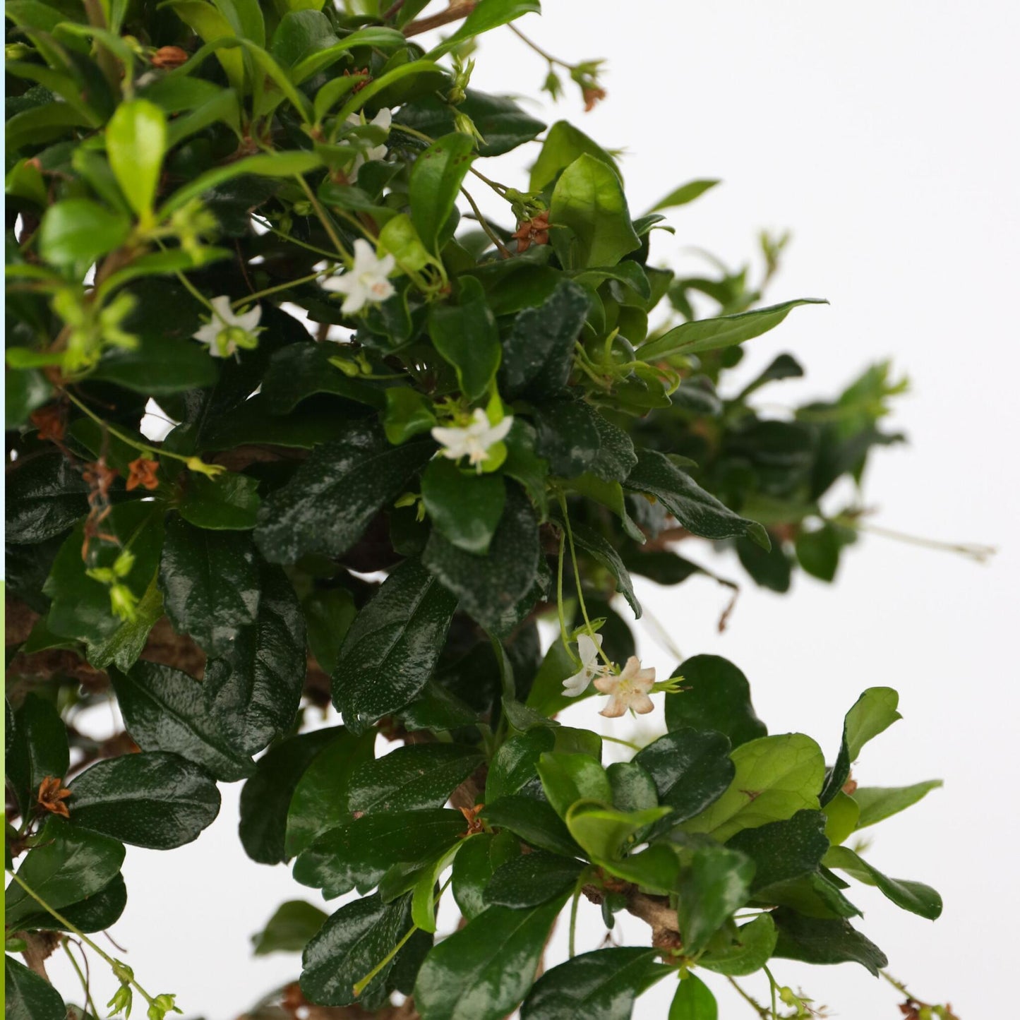 Bonsái - Carmona Microphylla - Altura 20-30cm - ⌀15cm_3