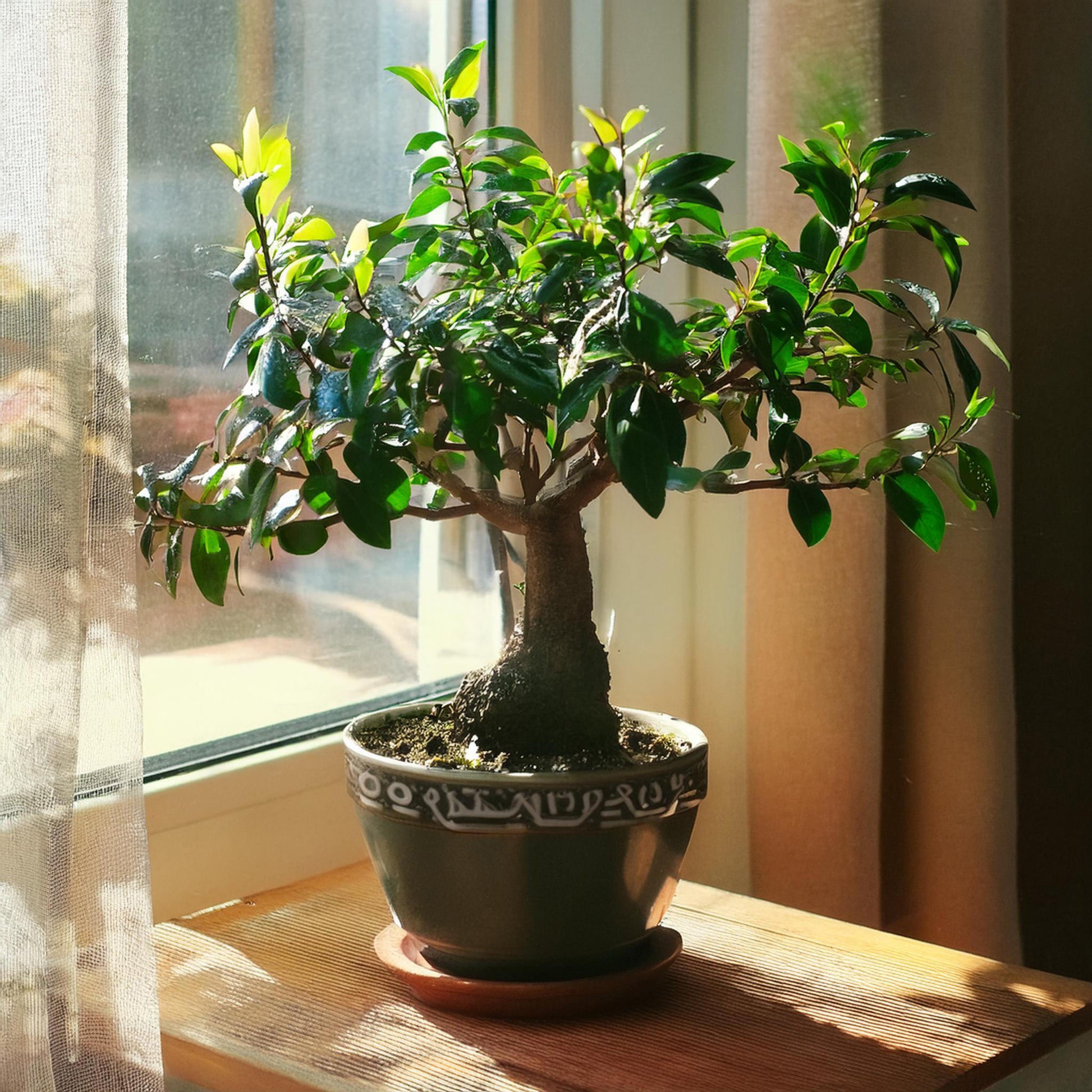 Bonsái - Carmona Microphylla - Altura 25-30cm - ⌀15cm_1