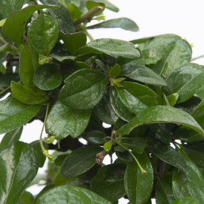 Bonsái - Carmona Microphylla - Altura 25-30cm - ⌀15cm_3