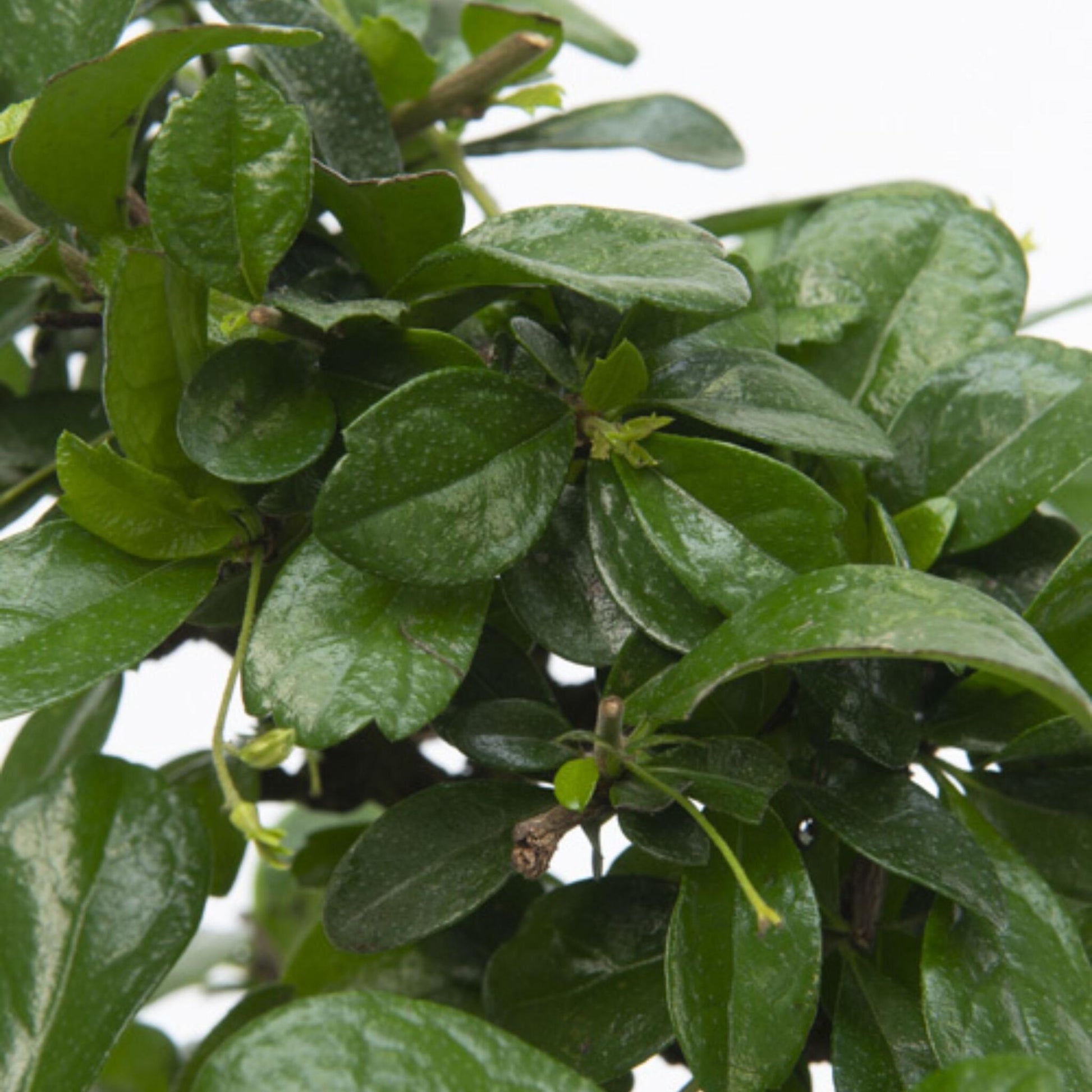 Bonsái - Carmona Microphylla - Altura 30-35cm - ⌀20cm_3