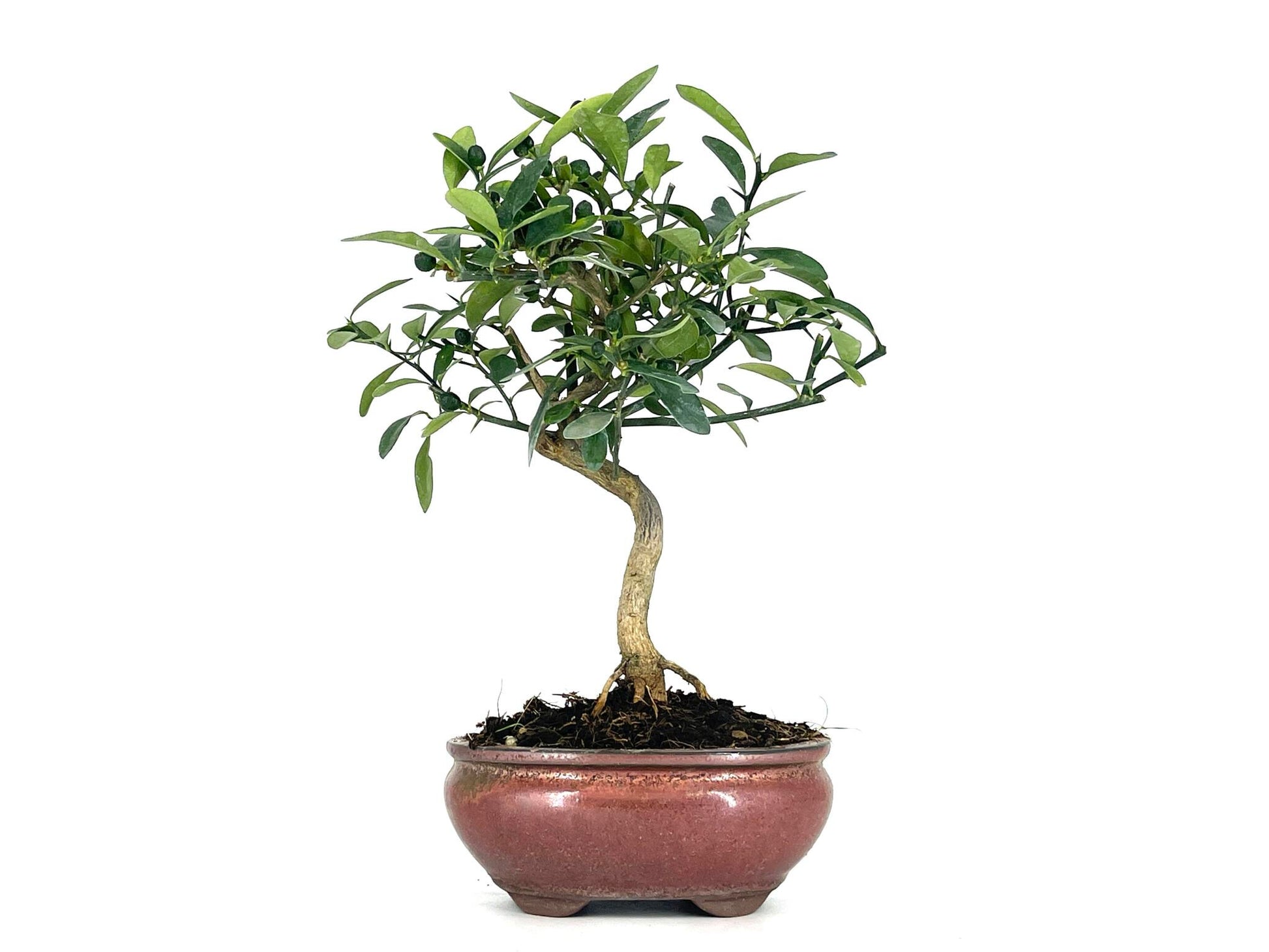 Bonsái Citrus Kinzu – Naranjo Enano 7 Años_1