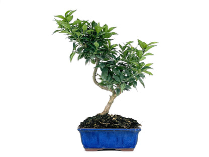 Bonsái Citrus Myrtifolia – Naranjo 7 Años_1