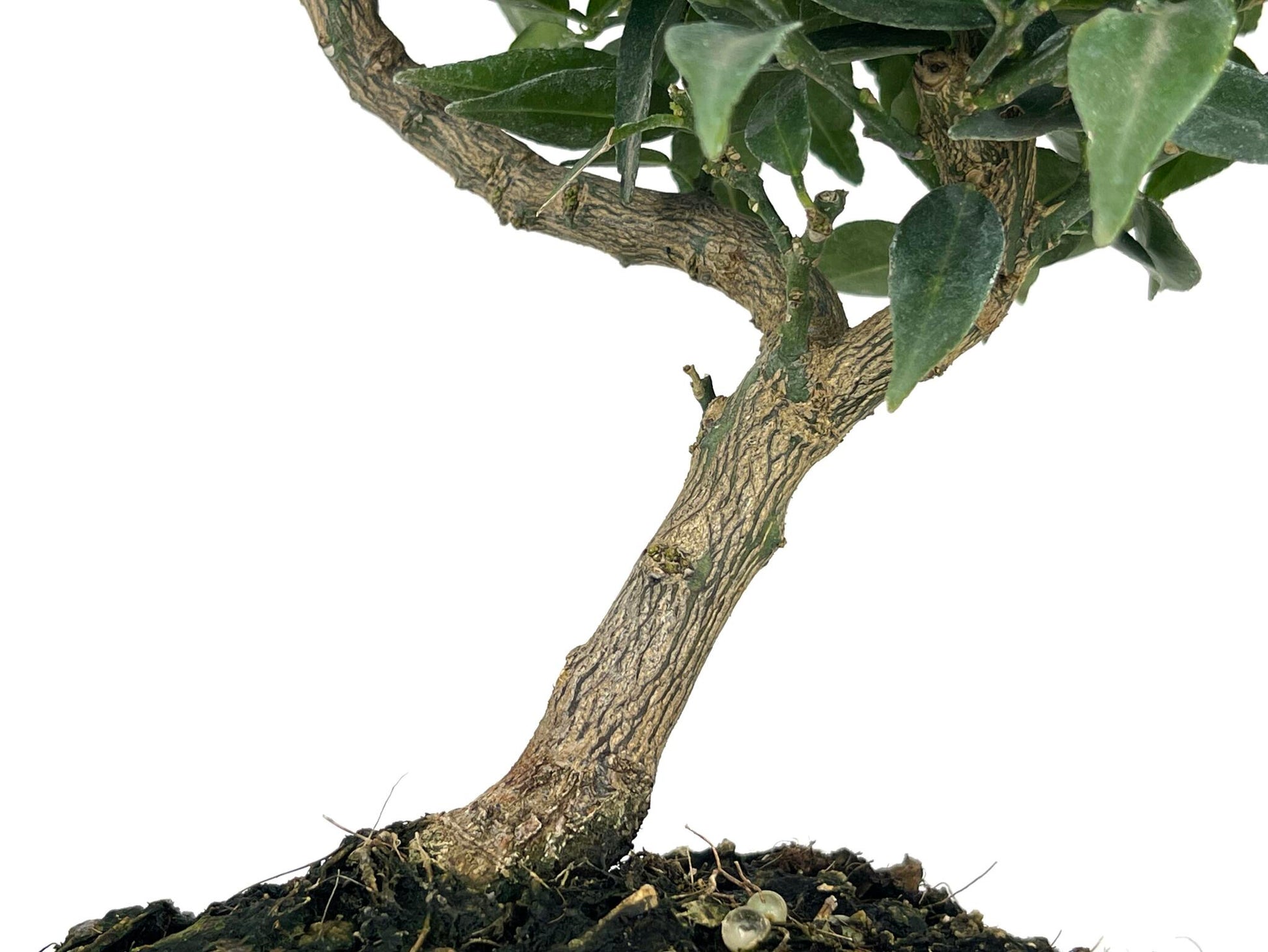Bonsái Citrus Myrtifolia – Naranjo 7 Años_3
