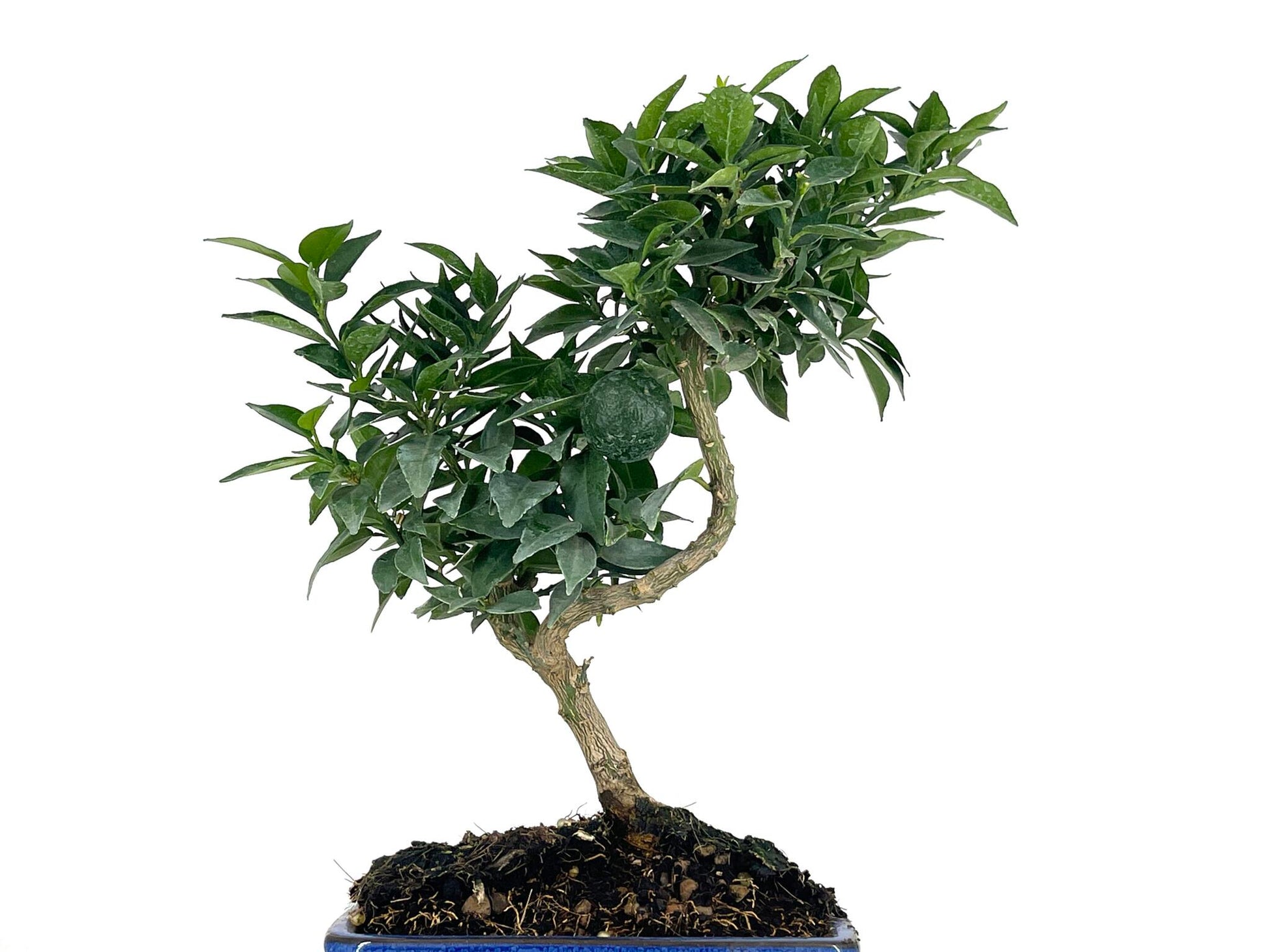 Bonsái Citrus Myrtifolia – Naranjo 7 Años_5