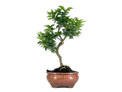 Bonsái Citrus Myrtifolia – Naranjo 8 Años_1